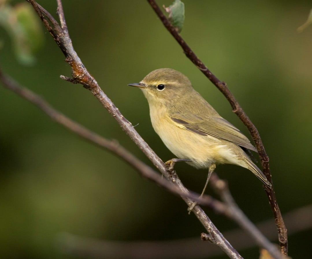 chiffchaff-perched-on-branch