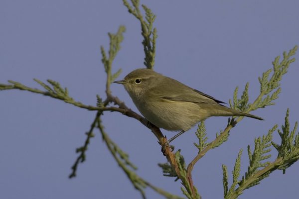 chiffchaff-perched-in-leylandii-tree