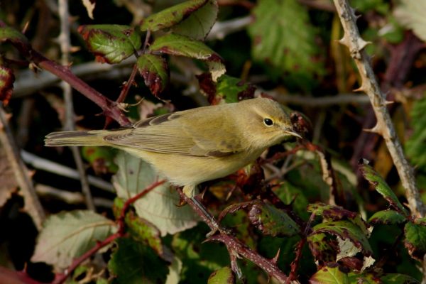 Chiffchaff _4510 (DC)