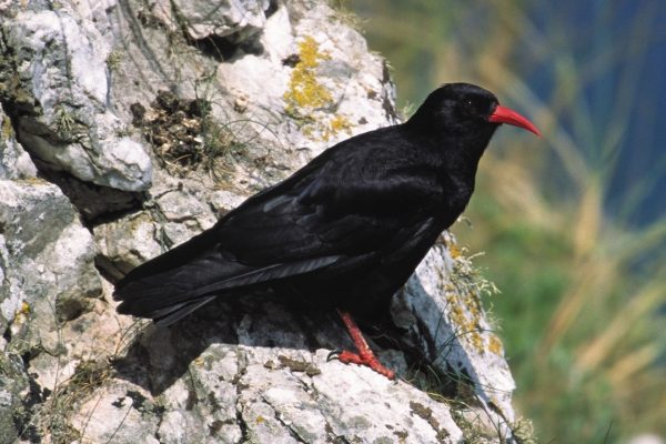 chough-standing-on-a-white-rock