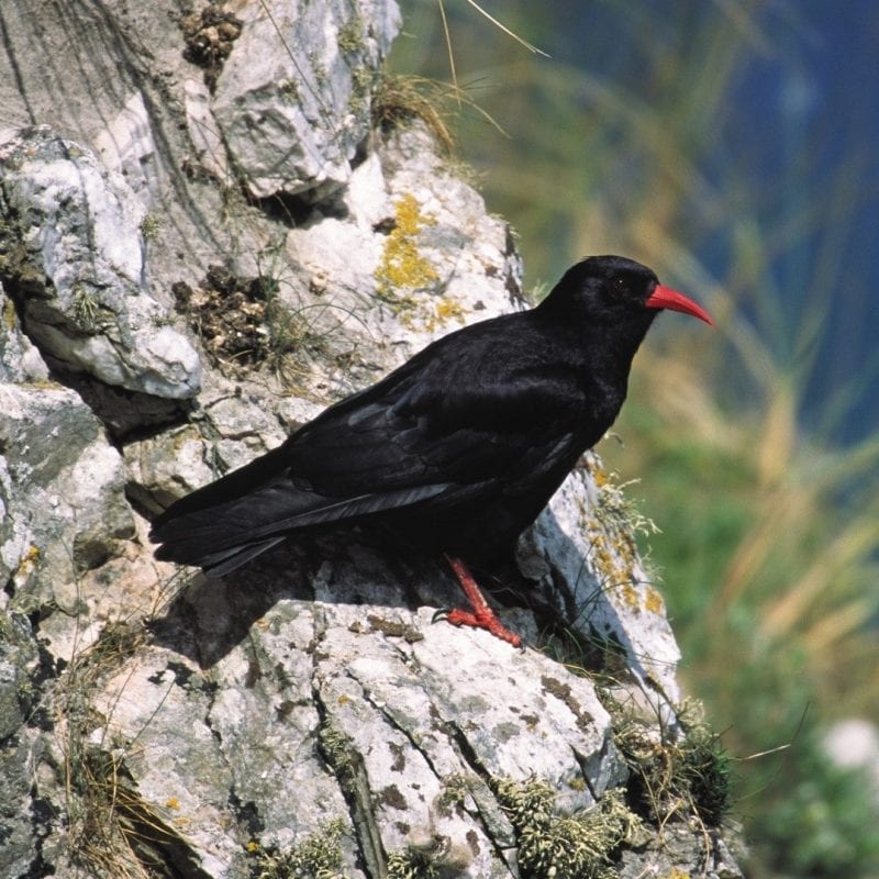 chough-standing-on-a-white-rock