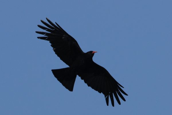 chough-in-flight