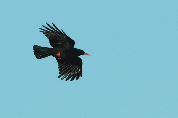 chough-in-flight-showing-red-feet