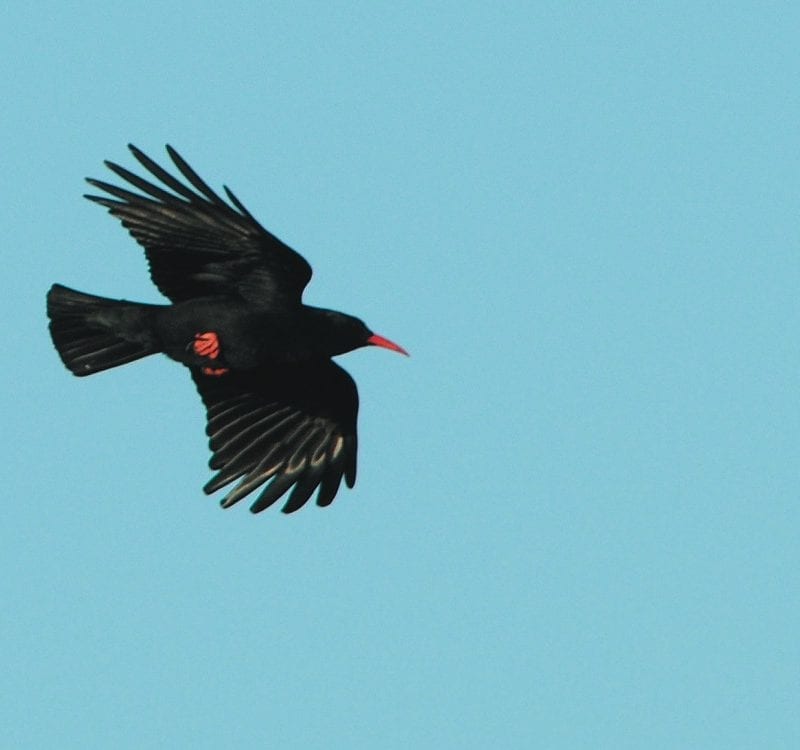 chough-in-flight-showing-red-feet