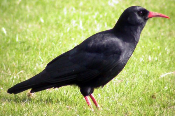 chough-standing-in-grass