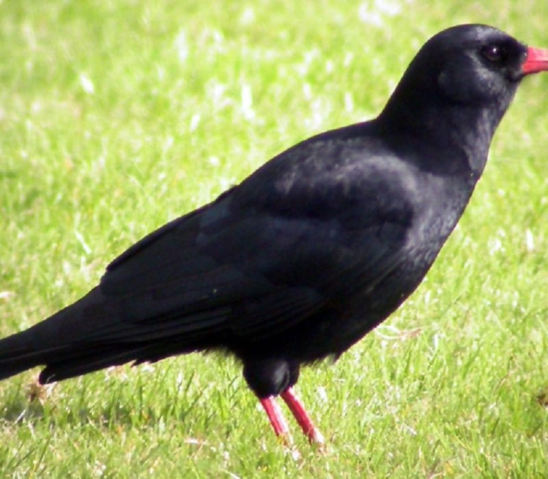 chough-standing-in-grass