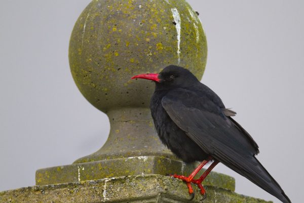 chough-standing-on-wall-post