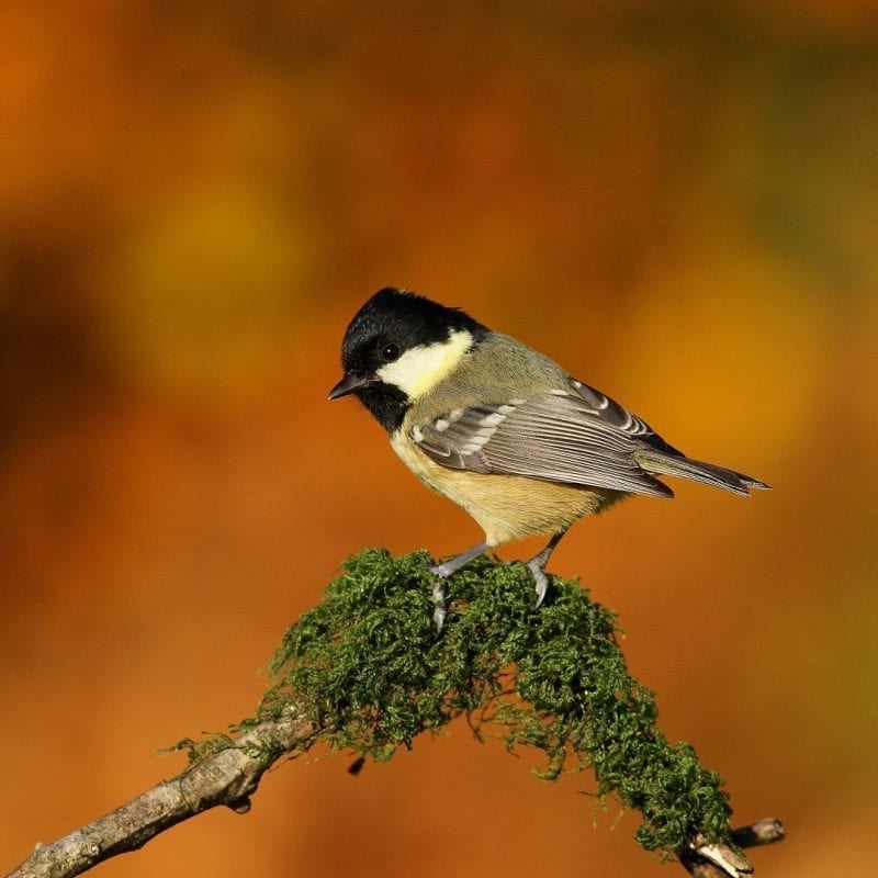coal-tit-standing-on-mossy-branch