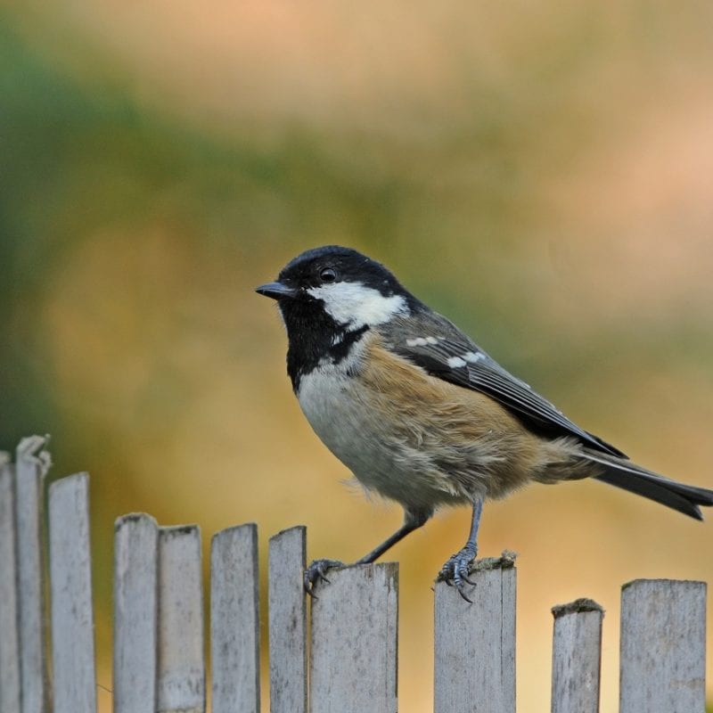 coal-tit-standing-on-picket-fence