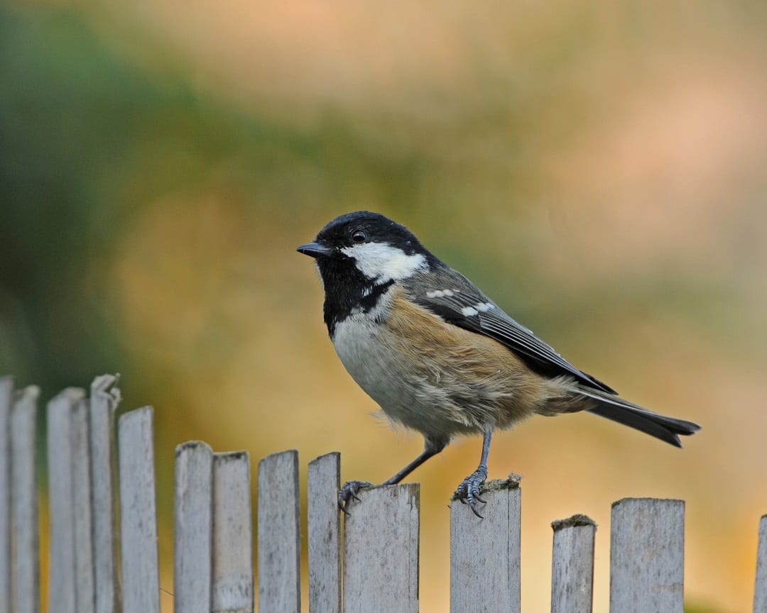 coal-tit-standing-on-picket-fence