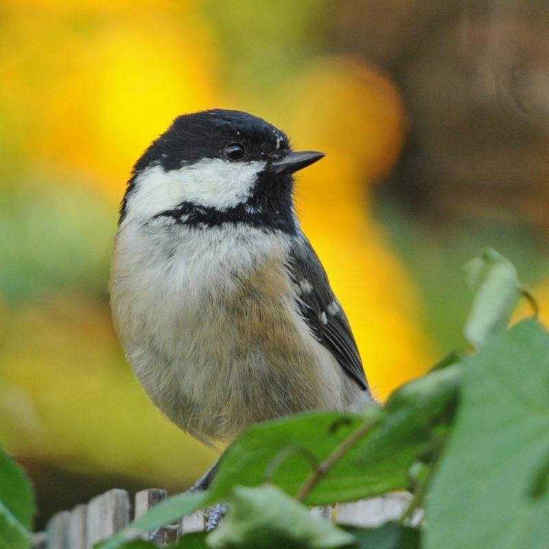 coal-tit-standing-amongst-leaves