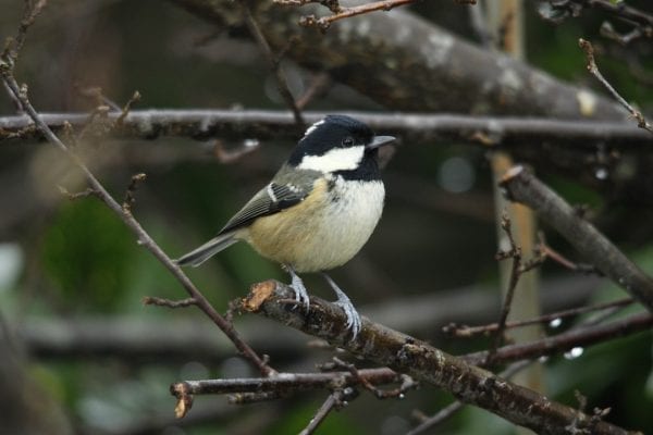 coal-tit-standing-on-end-of-branch