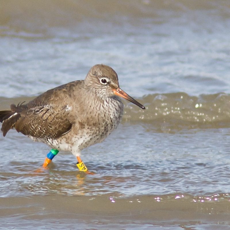 Redshank