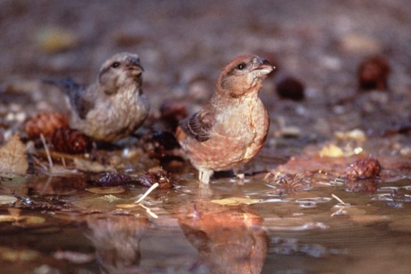 common-crossbill-standing-in-puddle