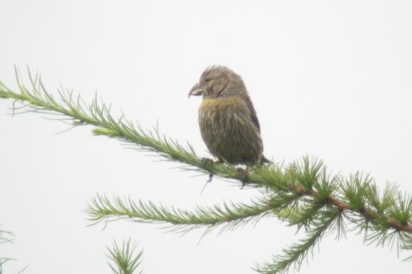 common-crossbill-standing-in-conifer-tree