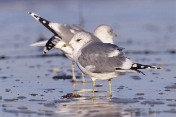 two-common-gulls-standing-on-beach