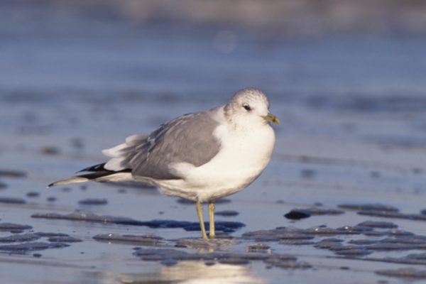 common-gull-standing-on-beach