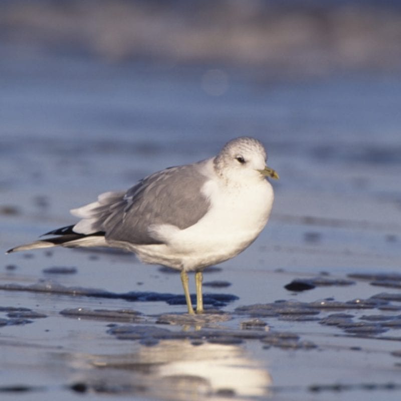 common-gull-standing-on-beach