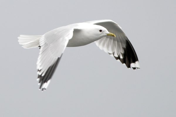 Common Gull (Michael Finn)