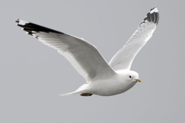 Common Gull (Michael Finn)