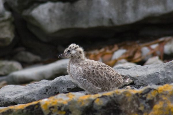 Common Gull (Kevin Murphy)