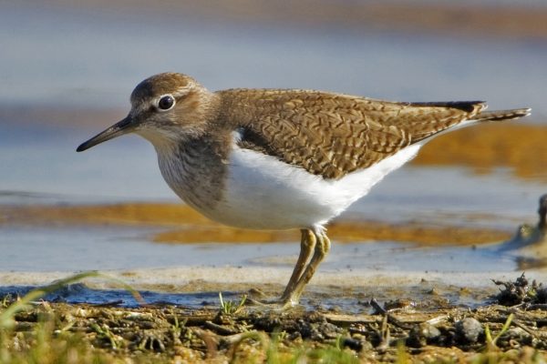 Common Sandpiper (Ken Kinsella)