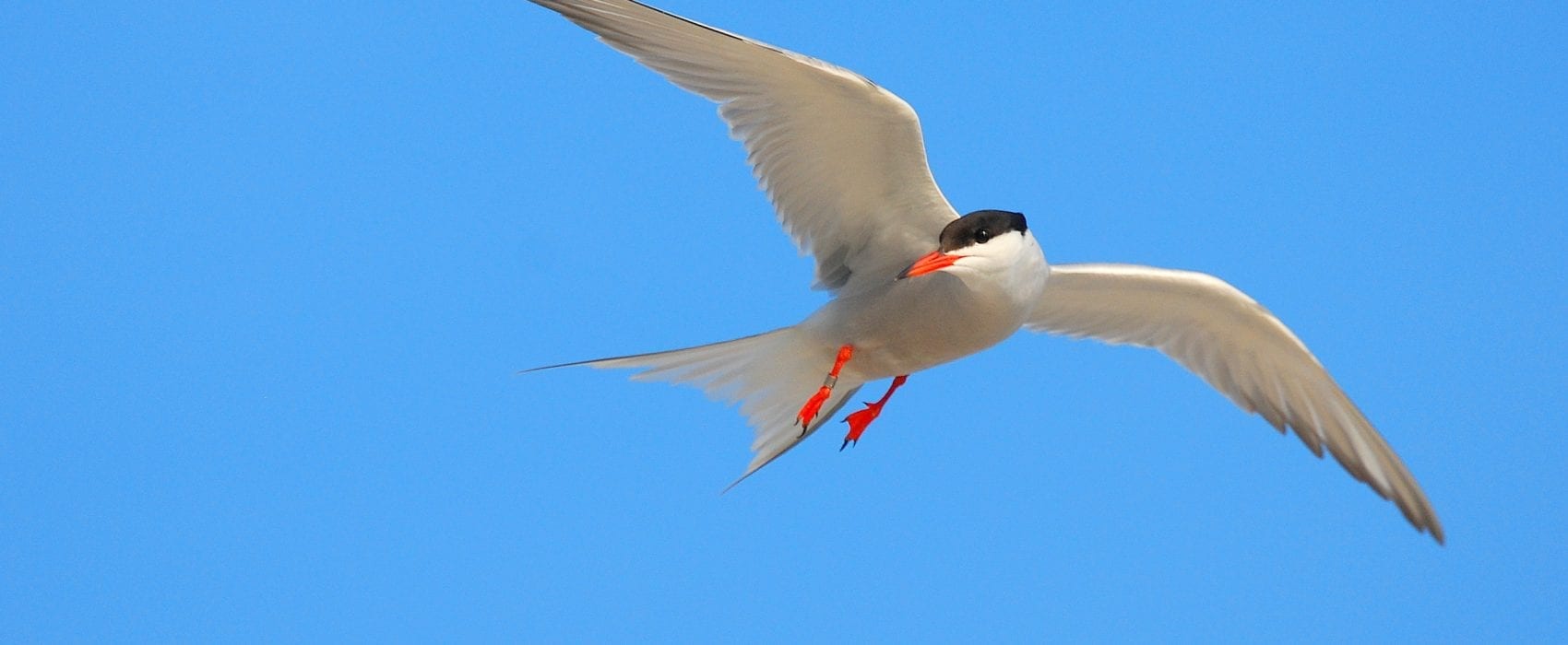 Common-Tern-In-Flight
