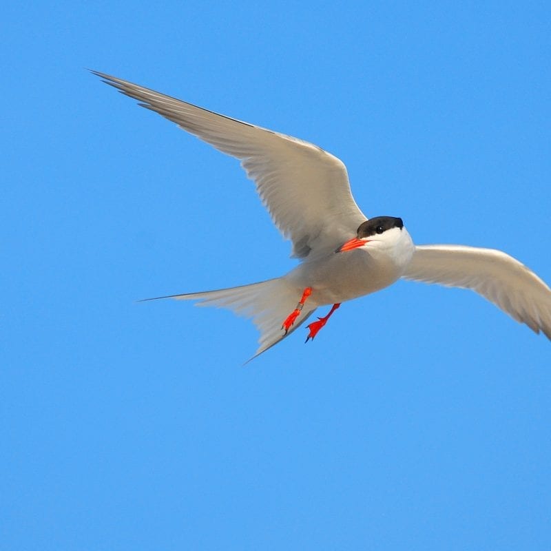Common-Tern-In-Flight