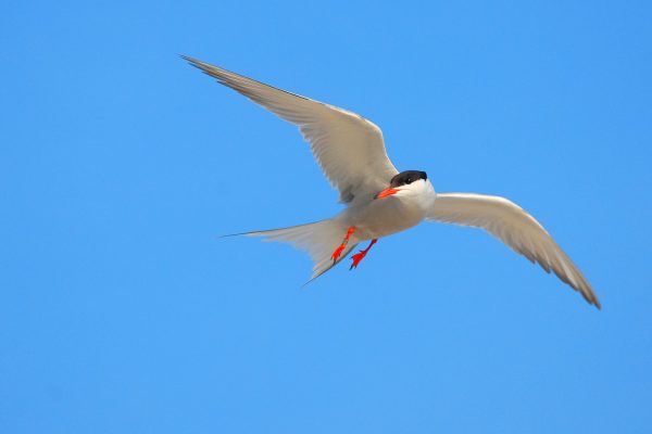 Common-Tern-In-Flight