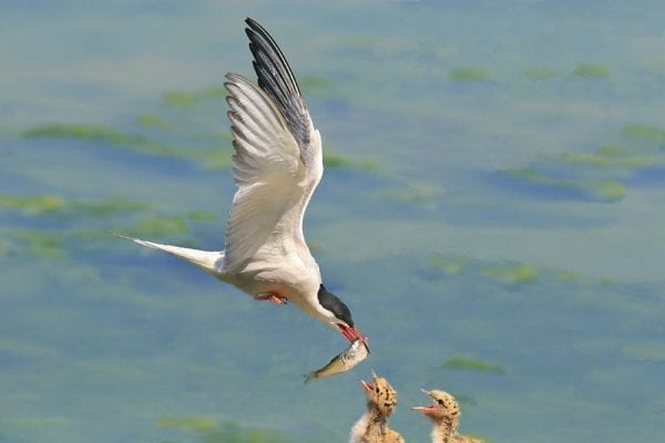 Common Tern  (Noel Marry)