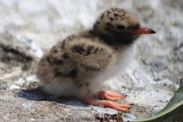 Common Tern (Laura Glenister)