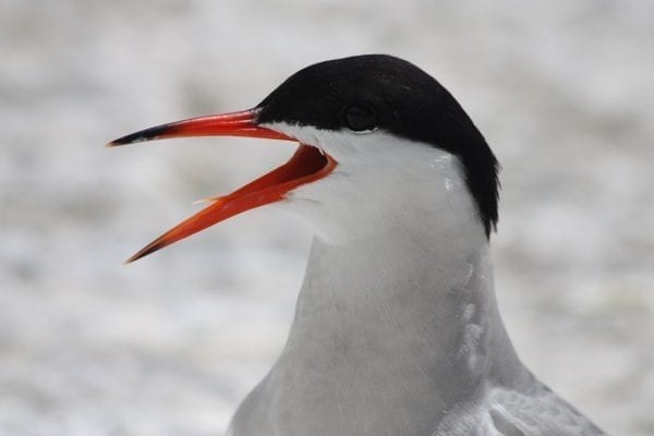 Common Tern (Laura Glenister)