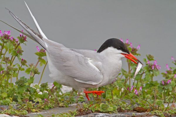 Common Tern(Shay Connolly)