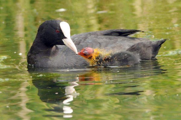 Coot  (Michael Finn)