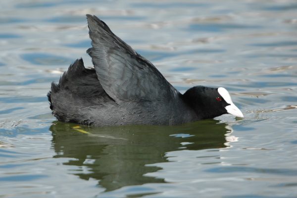 Coot (John Fox)