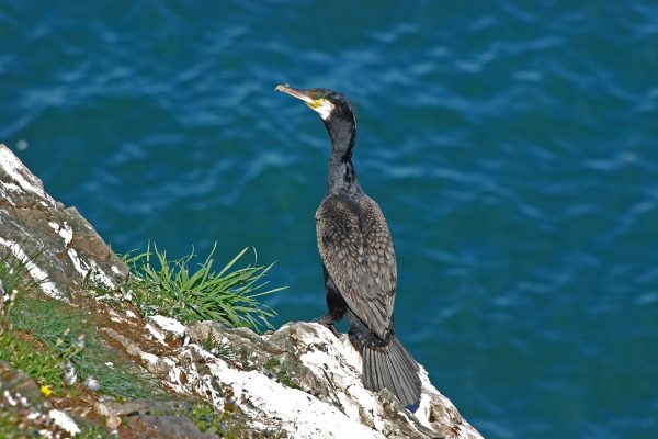 Cormorant (Colum Clarke)