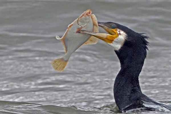 Cormorant (Colum Clarke)