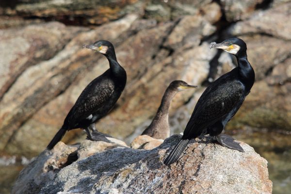 Cormorant  (Neil O Reilly)