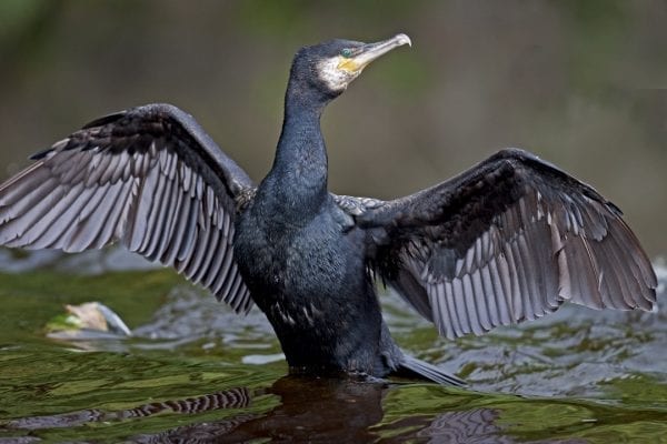 Cormorant (Shay Connolly)