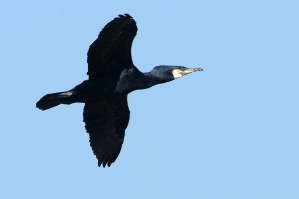 Cormorant  (Michael Finn)