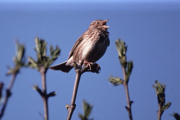 Corn Bunting (RSPB)