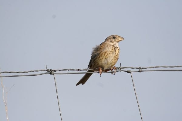 Corn Bunting (Ronnie Martin)