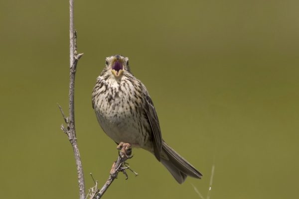 Corn Bunting (David Dillon)