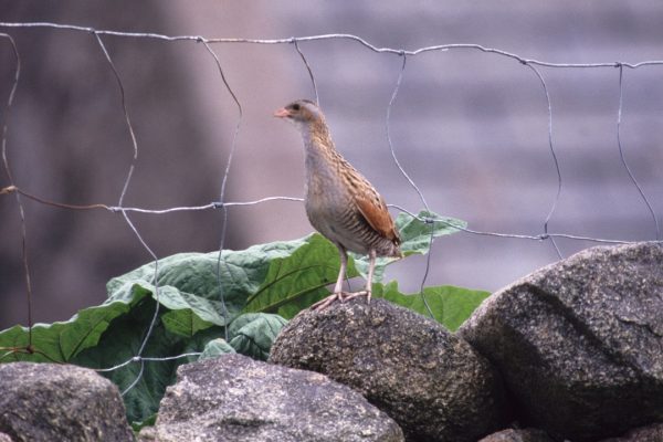 Corncrake  (Eddie Dunne)