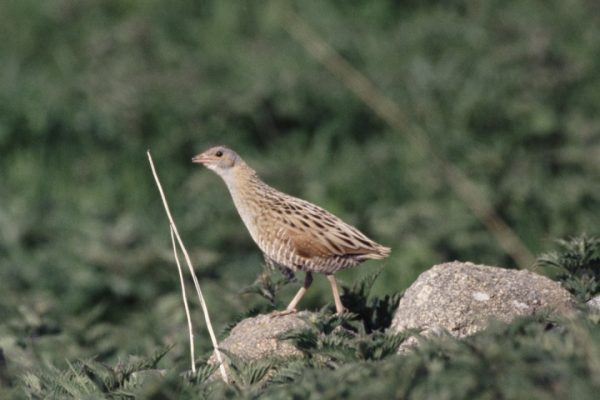 Corncrake  (Eddie Dunne)