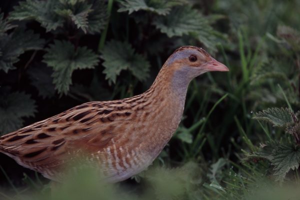 Corncrake 10 (Billy Clarke)