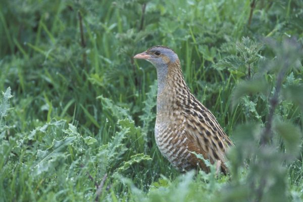 Corncrake  (Eddie Dunne)