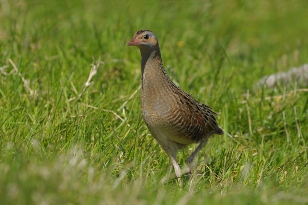 Corncrake (Colum Clarke)