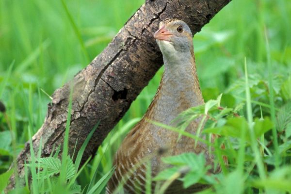 Corncrake(Richard T Mills)