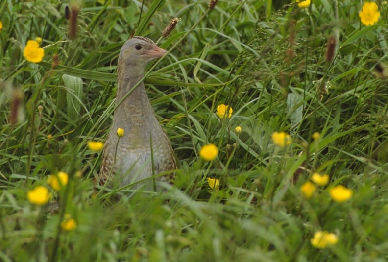 Corncrake-buttercup field